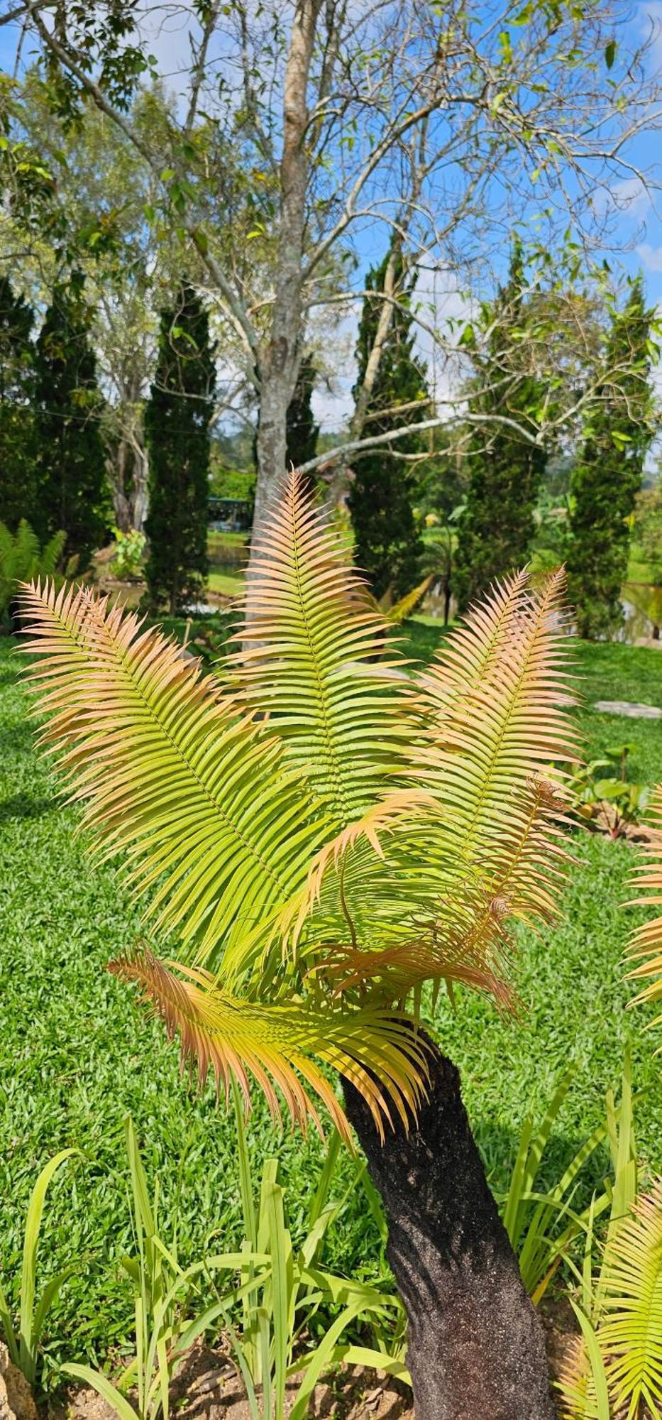 Homdoiintr Farmstay ฮ่อมดอยอินทร์ ฟาร์มสเตย์ Ban Huai Kaeo Bagian luar foto